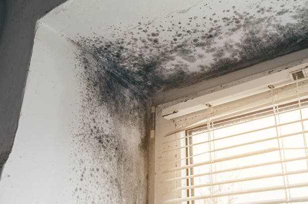 Affordable Mold Remediation solutions in Atlantic Highlands, NJ